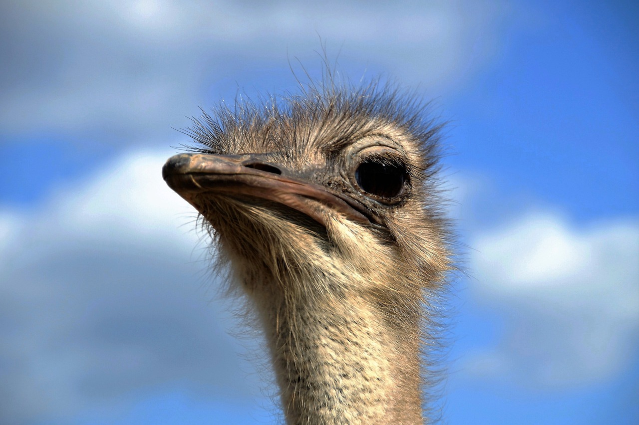 Ostrich G3c4d59699 1280