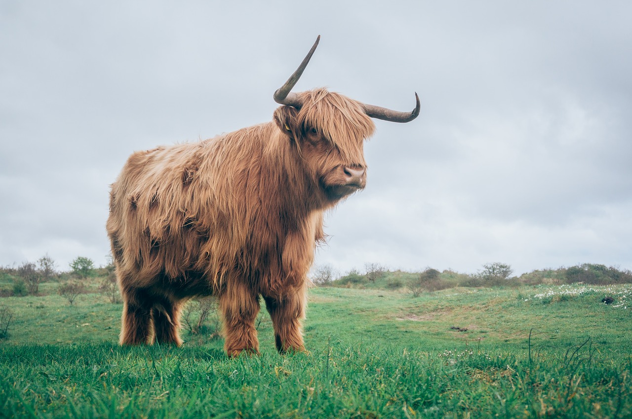 When a Bear Becomes a Bull post image