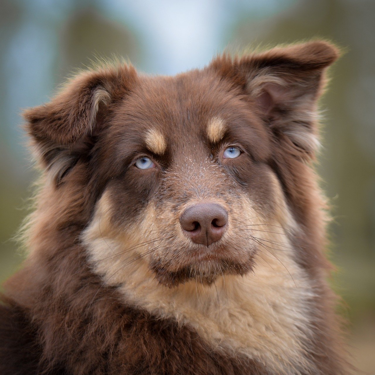 Dog 9548923 1280